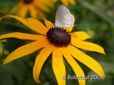 Black Eyed Susan-N