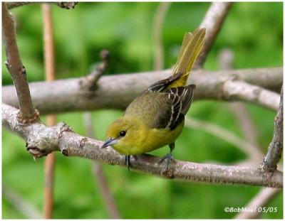 Orchard Oriole-Female