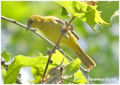 Orchard Oriole-Female