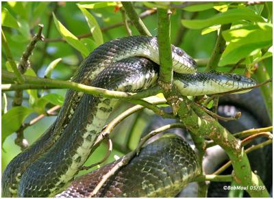 Black Rat Snakes-Mating