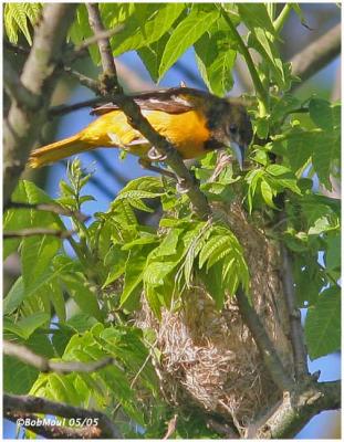 Oriole Building Nest