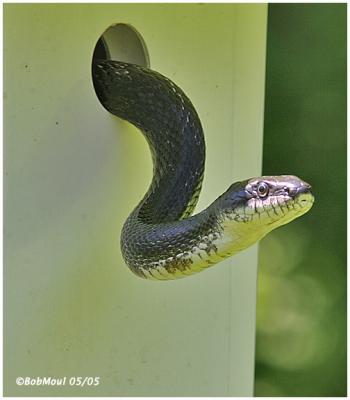 Black Rat Snake Exiting BlueBird Box