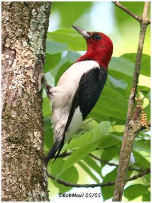 Red Headed Woodpecker-Adult