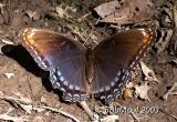 <h4> WHITE ADMIRAL / RED SPOTTED PURPLE INTERGRADE</h4>