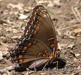 WHITE ADMIRAL / RED SPOTTED PURPLE INTERGRADE