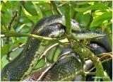 Black Rat Snakes-Mating