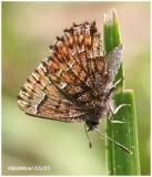 Eastern Pine Elfin-Female