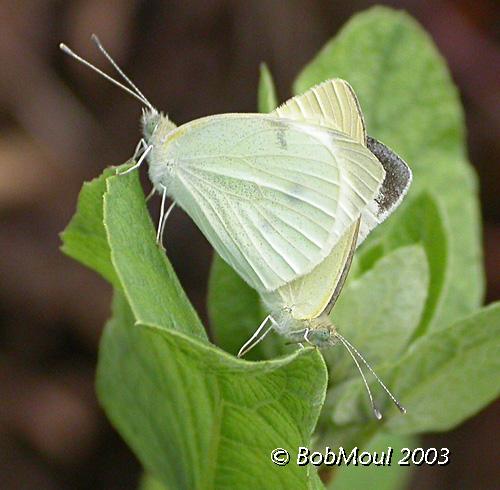 Cabbage Whites Mating-N