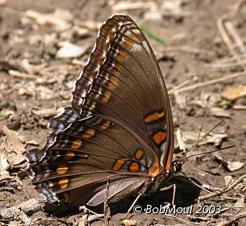 <h4> WHITE ADMIRAL / RED SPOTTED PURPLE INTERGRADE</h4>