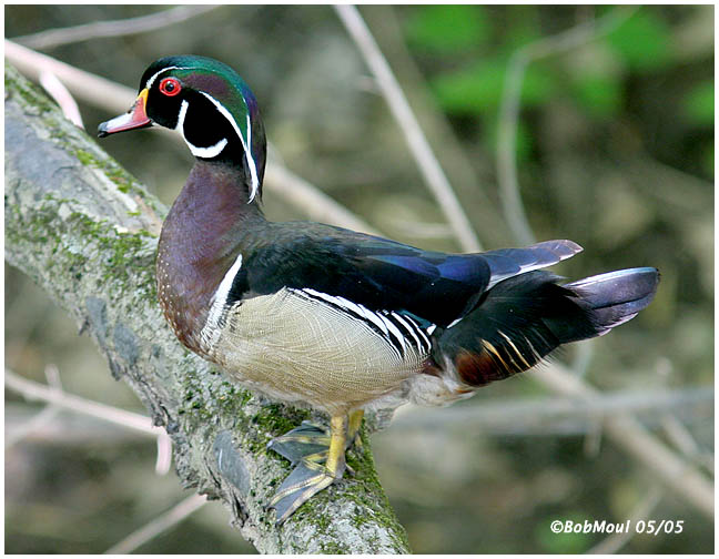 Wood Duck-Male