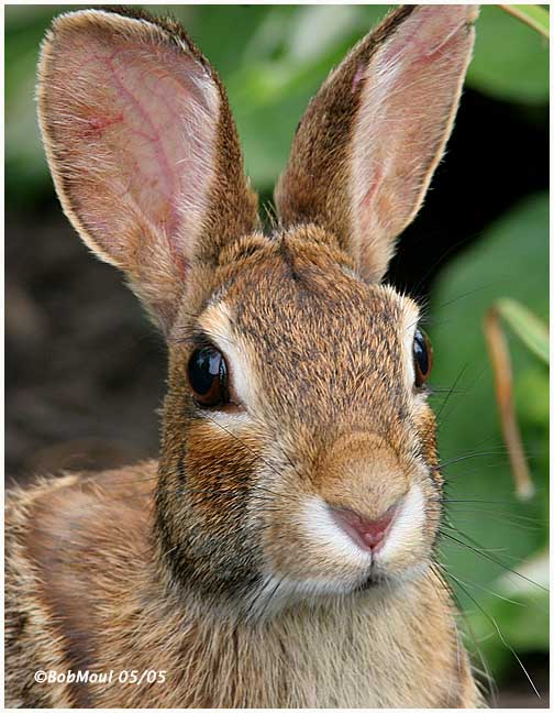 Cottontail Rabbit