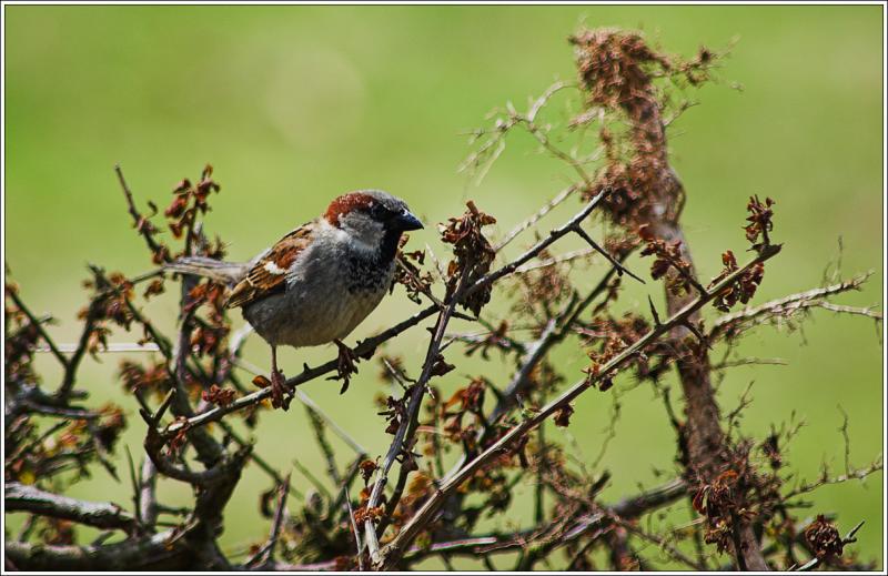 House Sparrow