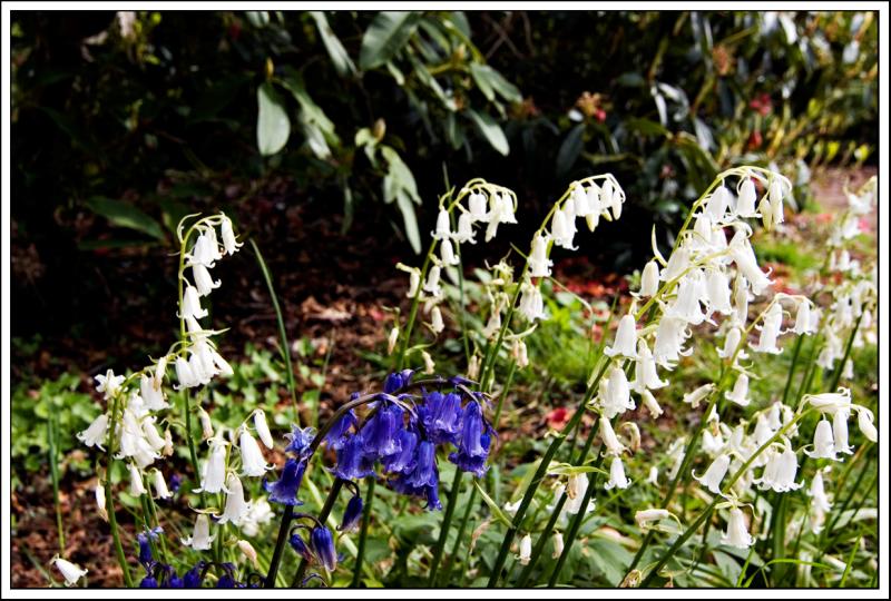 Whitebells and Bluebells