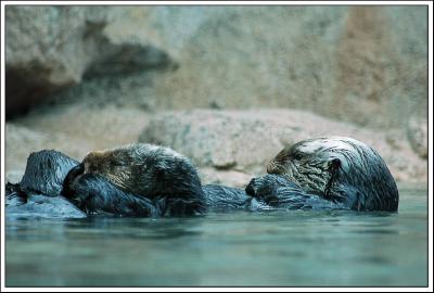 Sea Otters, Sea World