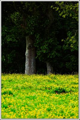 Buttercup woods