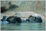 Sea Otters, Sea World