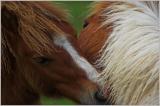 Pony Kiss - The Consummation