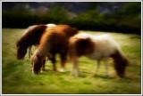 lensbabyfied Ponies