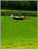 Buttercups awaiting destiny