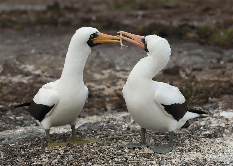 Nazca Boobies