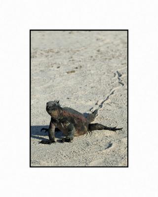 Tracks in the sand - Marine Iguana