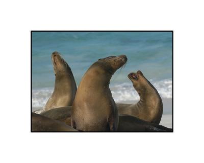 3 Young Sea Lions Playing