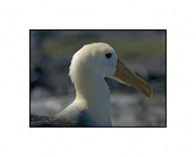 Waved Albatros