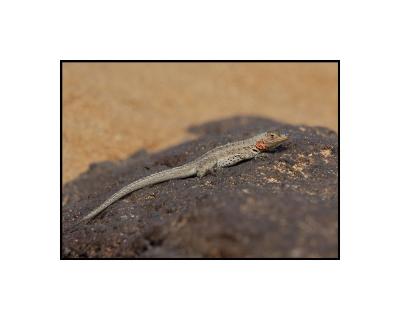 Juvenile Lava Lizard