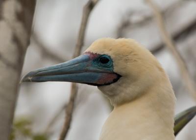 Red-footed Booby head