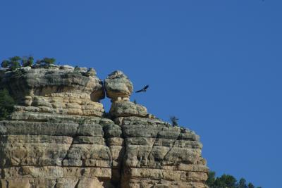 Condor in the Grand Canyon.jpg