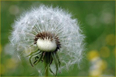 Dandelion