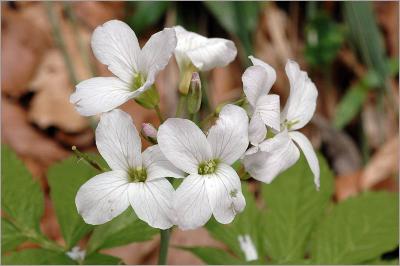 Wild flowers