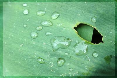 Broken tulip leaf