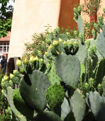 Albuquerque Blooming Cactus.jpg