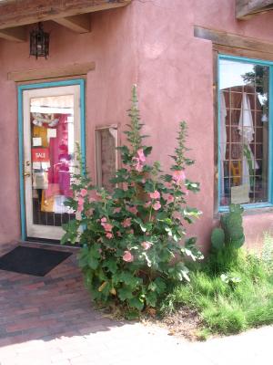 Albuquerque Hollyhocks with shop.jpg