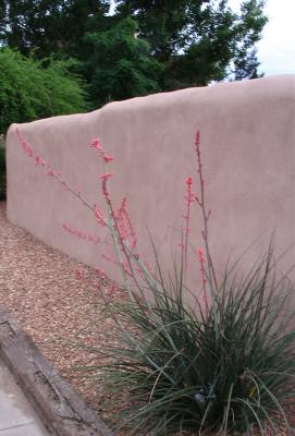 Albuquerque Interesting Plant.jpg