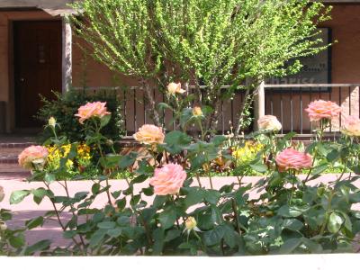 Albuquerque Roses.jpg