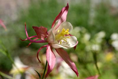 Columbine