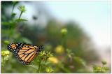 Monarch Butterfly 5