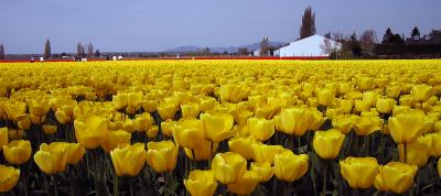 Yellow Fields