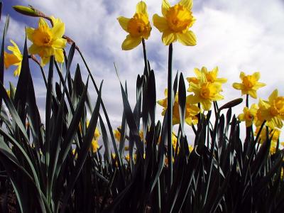 Daffodils