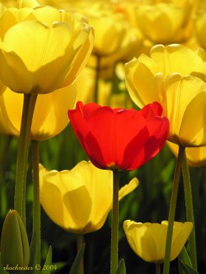 Red on Yellow