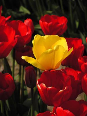 Yellow on Red