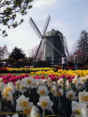 Windmill