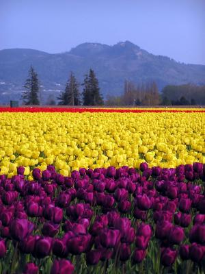 Purple Mountain Majesty