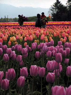 Gathering Bouquets