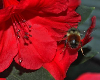 Making a Bee Line