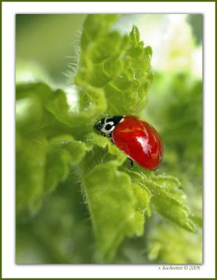 Little Red