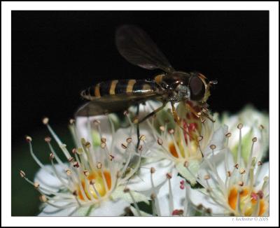 Hover Fly
