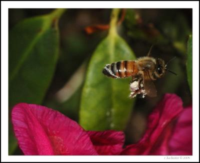 Honey Bee Loaded!